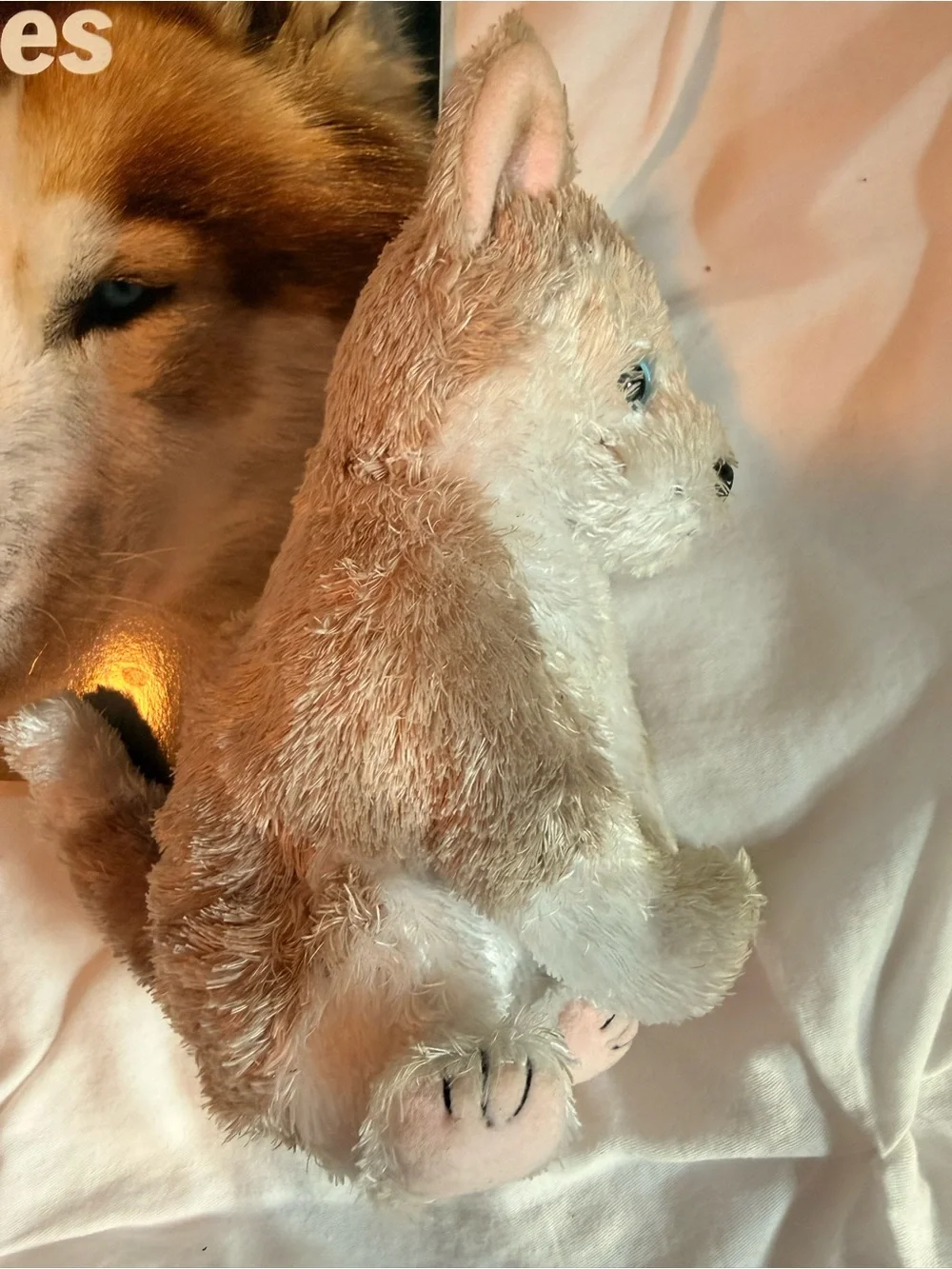 Siberian Husky Books and Husky Beanie Baby